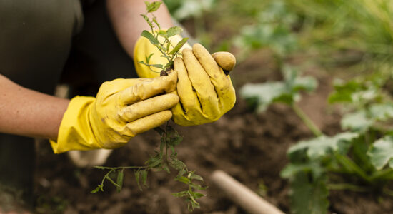 agrisoil